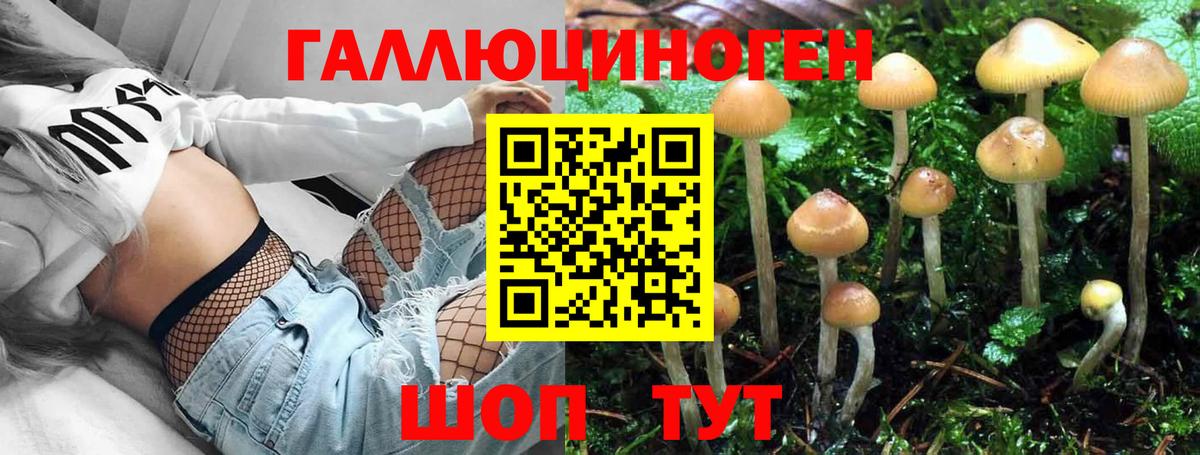 Псилоцибиновые грибы Psilocybe Хасавюрт